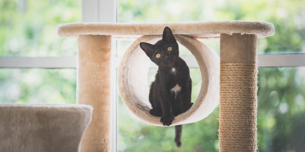 The Best Cat Activity Centre Reviews (2019)