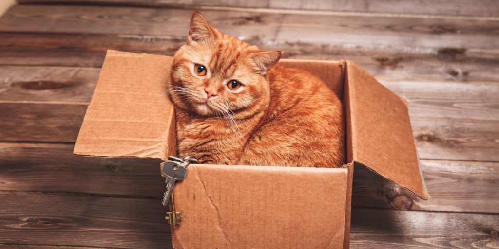 The Best Cat House Reviews (2019)