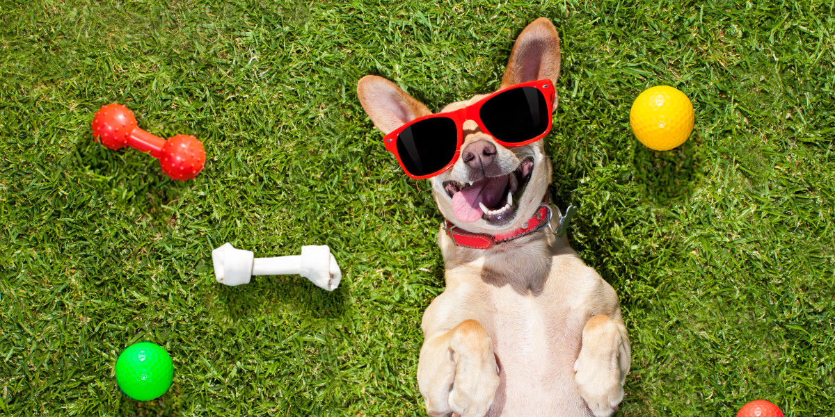 The Best Dog Toy Reviews | Pet Toy UK (2021)