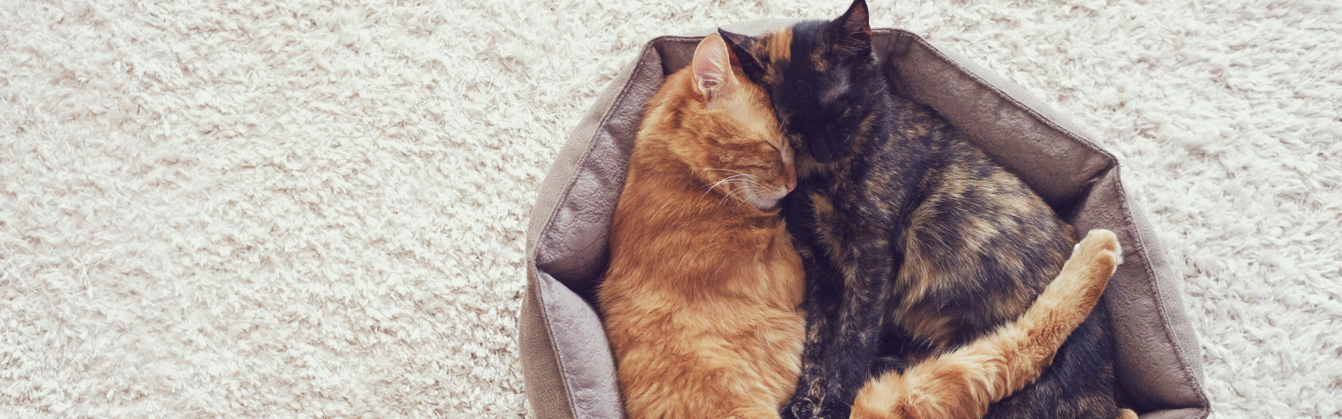 The Best Cat Bed Reviews Pet Toy UK (2021)