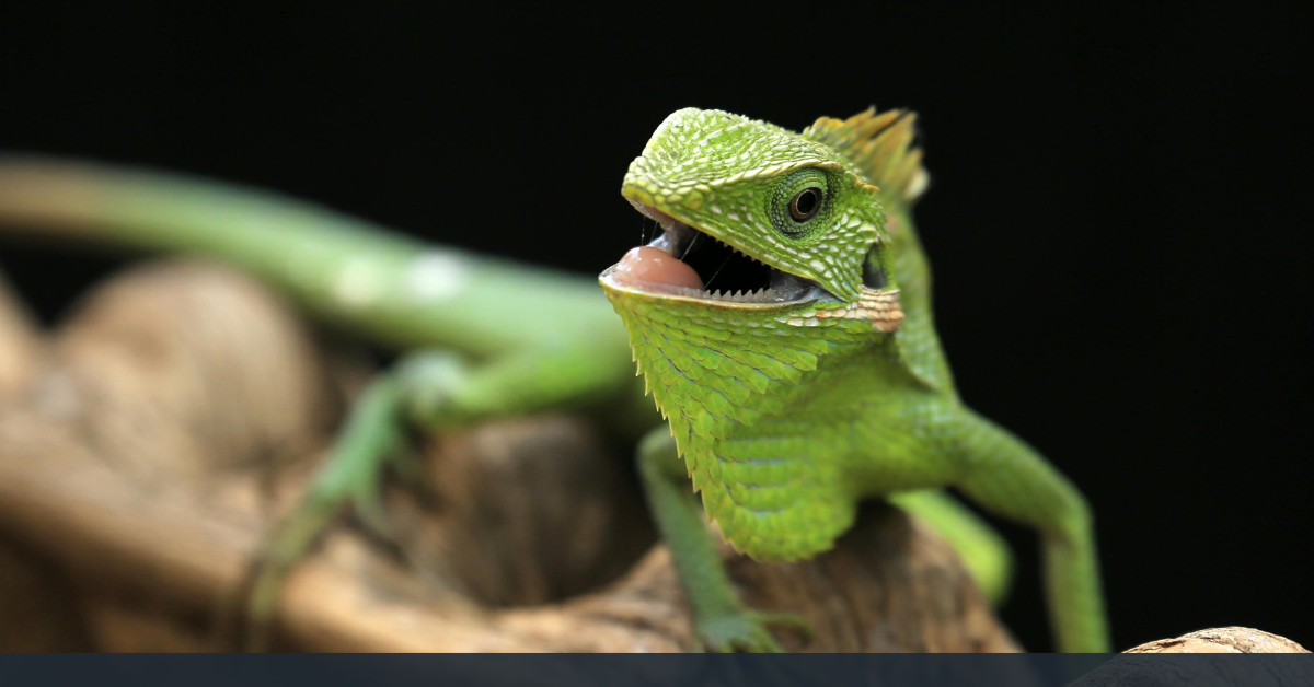 Reptiles & Amphibians