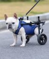 Adjustable Small Dog Wheelchair for Mobility