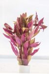Alternanthera Reineckii Aquarium Plant