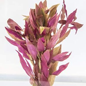 Alternanthera Reineckii Aquarium Plant