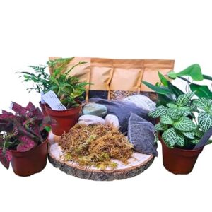 Complete Terrarium Starter Kit with Plants