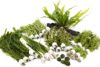 Easy Live Aquarium Plants Pack for Beginners