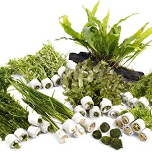 Easy Live Aquarium Plants Pack for Beginners