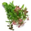 Hygrophila Polysperma Rosanervig Bunch Plant