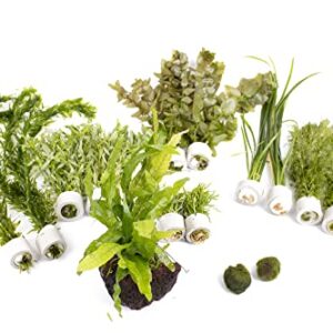 Lincspplant Live Aquarium Plants Pack