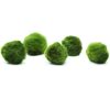 Live Marimo Moss Balls for Aquariums