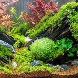 Mixed Tropical Aquarium Plants - 10 Bunches