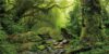 Tropical Forest Terrarium Background 91x50cm