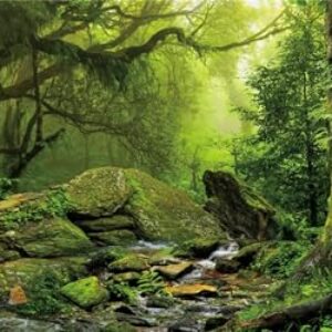 Tropical Forest Terrarium Background 91x50cm