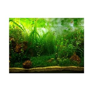 Vibrant PVC Aquarium Background Poster