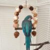 Interactive Bird Swing Toy for Small Parrots