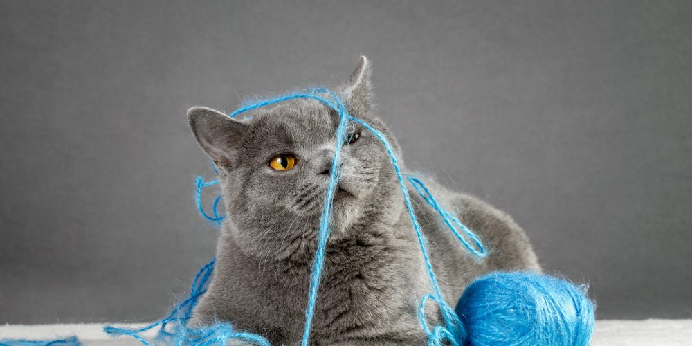 Choosing the best toy for your cat