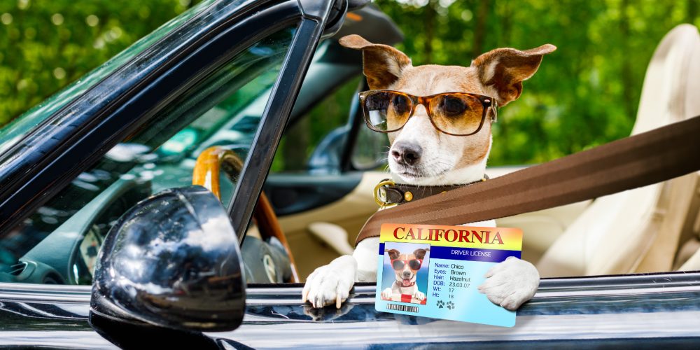 What happens to dogs when left in hot cars?