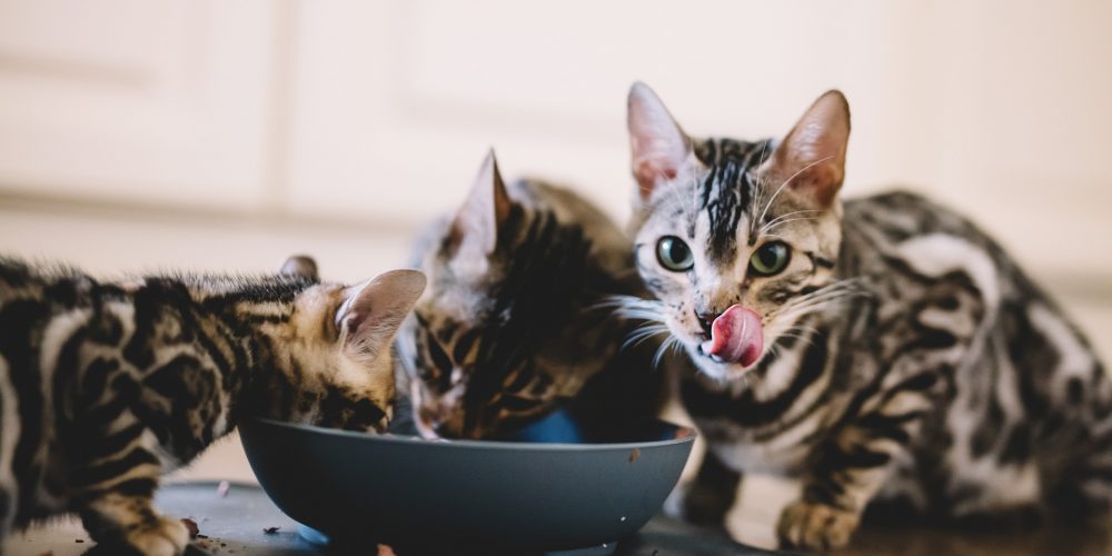 How much should my cat eat?