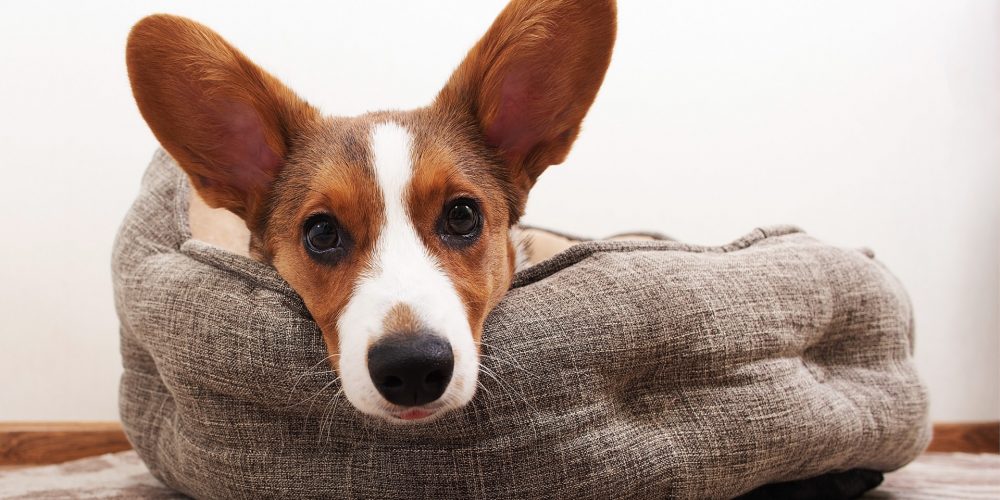 The Best Beds for Puppies