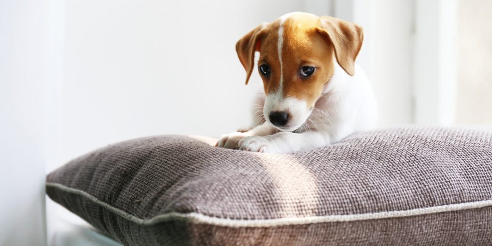 The Best Cushions & Pillows for Dogs