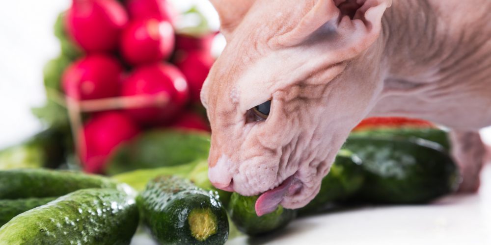 Why are cats scared of cucumbers?