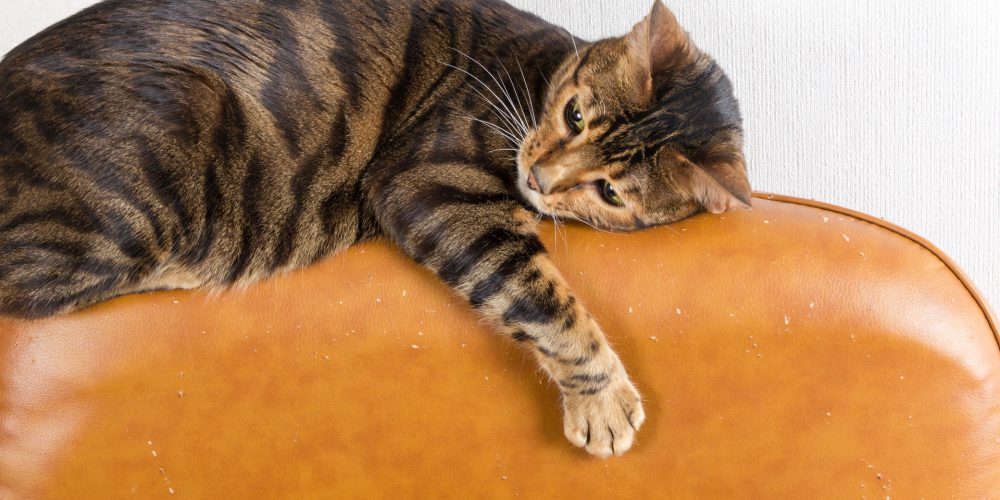 Why do cats scratch the furniture?