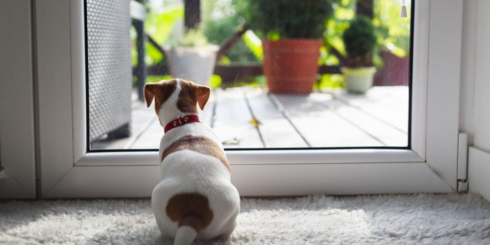 How to train your pup to love house guests