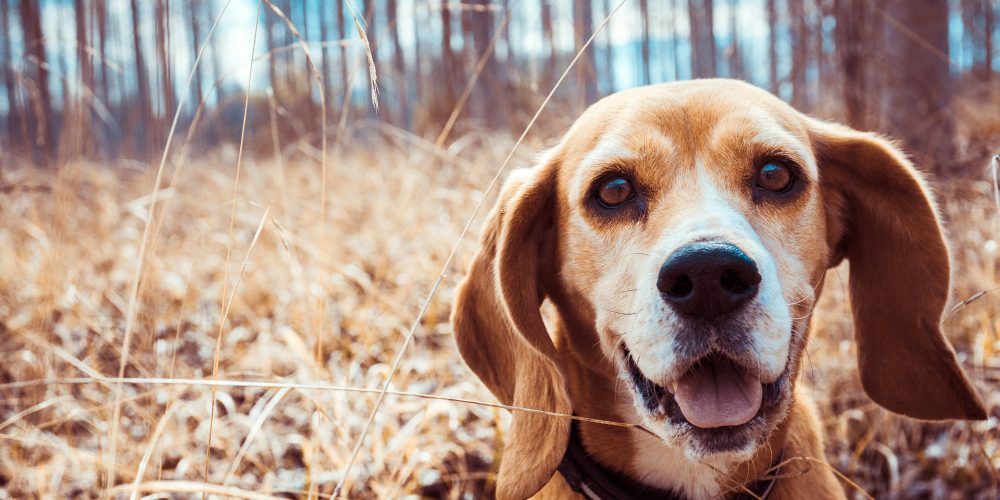 The Best GPS Tracking Collars for Dogs