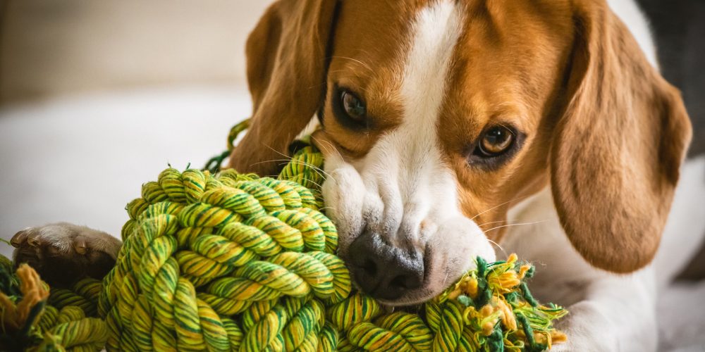 The Best Dog Rope Toys