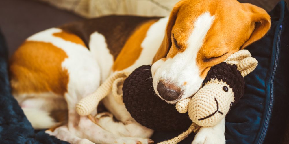 Choosing the best toy for your dog