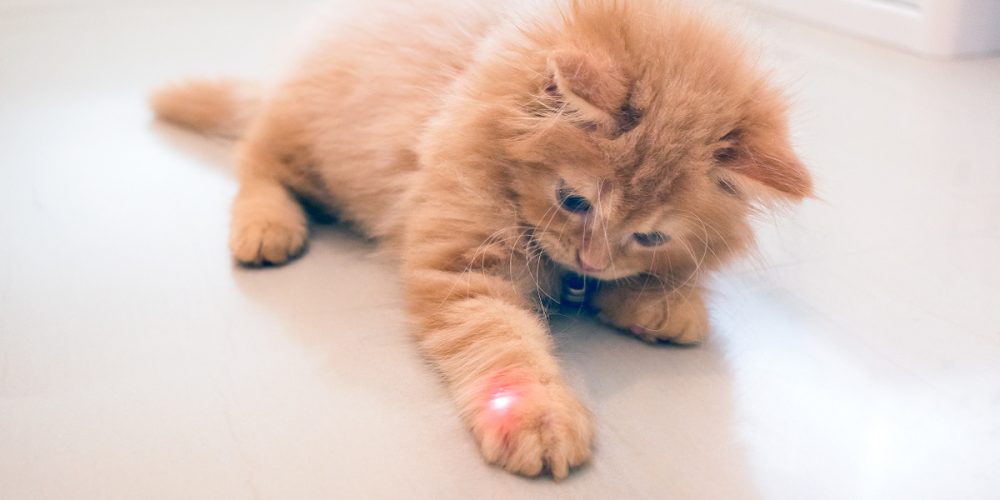 Are laser toys bad for cats?