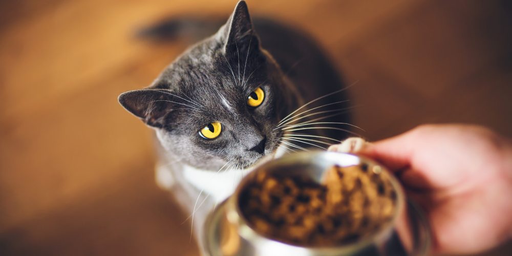 The Best Automatic Cat Feeders