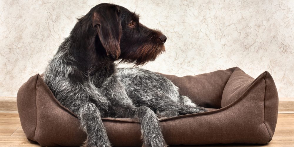 The Best Orthopedic & Memory Foam Dog Beds
