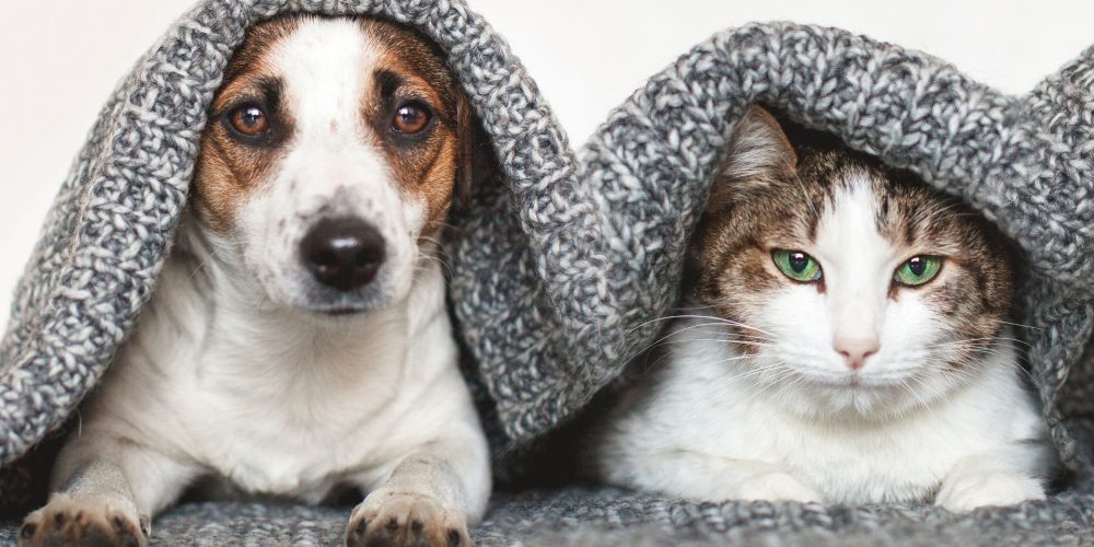The impact of having a pet on your mental health