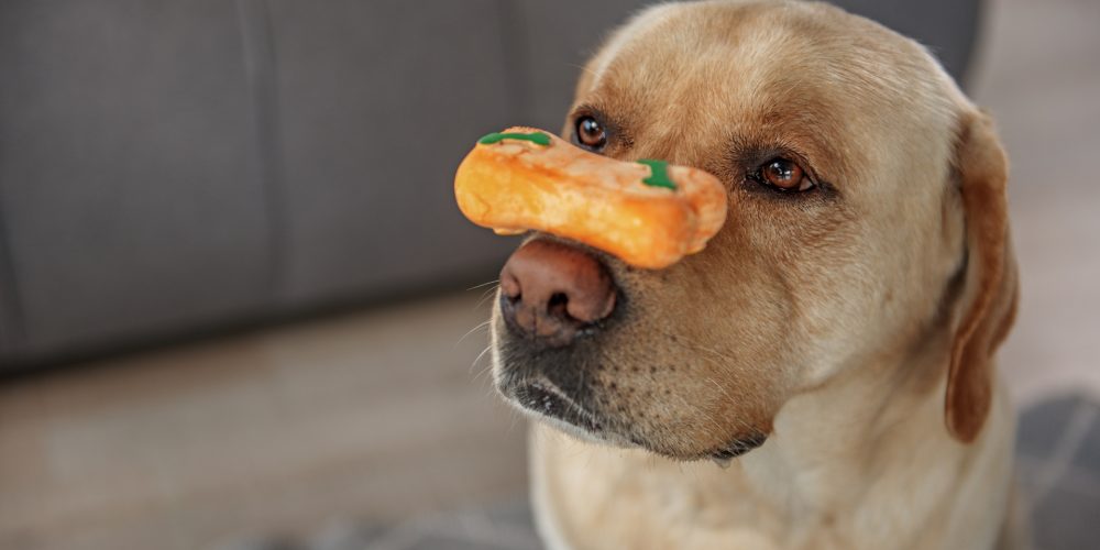 Why do dogs like squeaky toys?