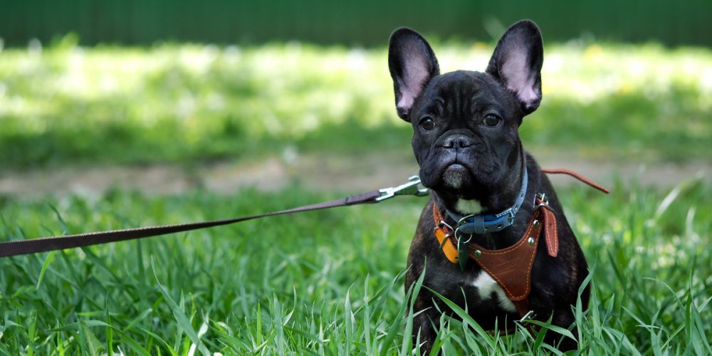 The Best Dog Harnesses