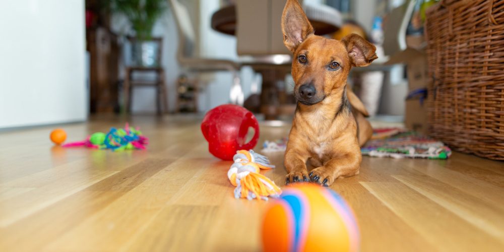 How to get your dog to play with toys
