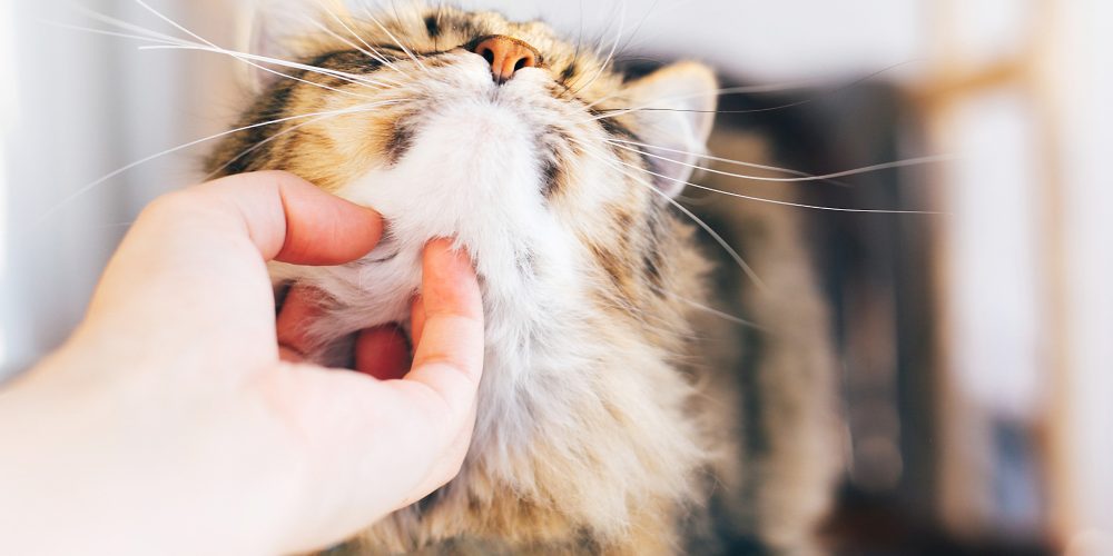 Things that every first time cat owner should know