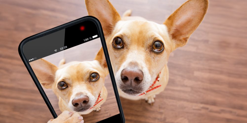 The Best Dog Cameras with Treat Dispensers
