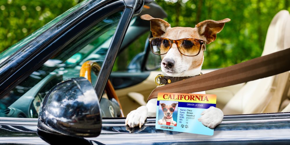 What happens to dogs when left in hot cars?