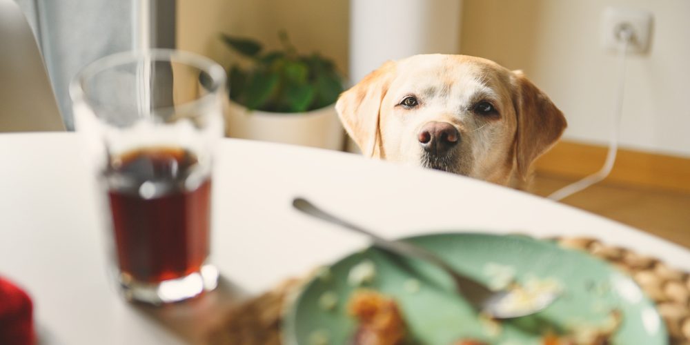7 foods you should never feed your dog