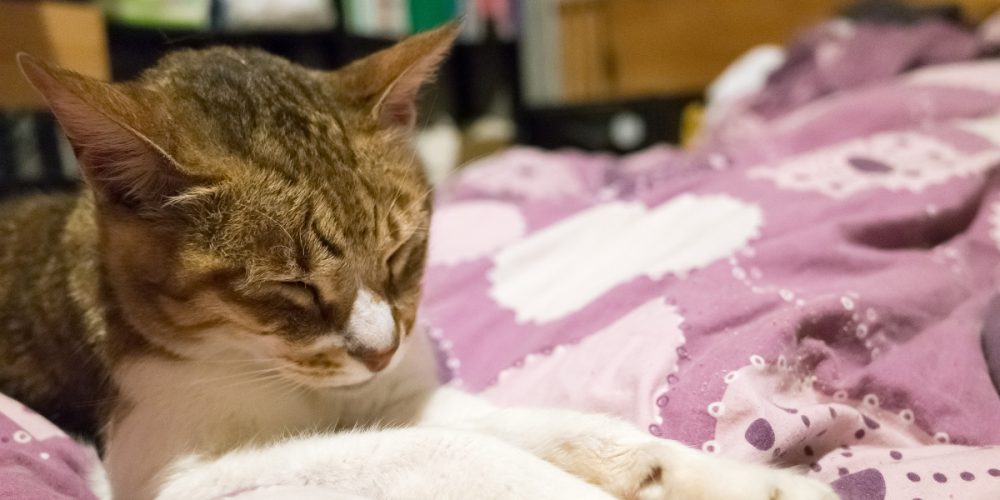 6 top tips to help you care for a senior cat