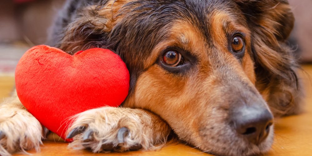 Five ways to celebrate Valentine’s Day with your dog