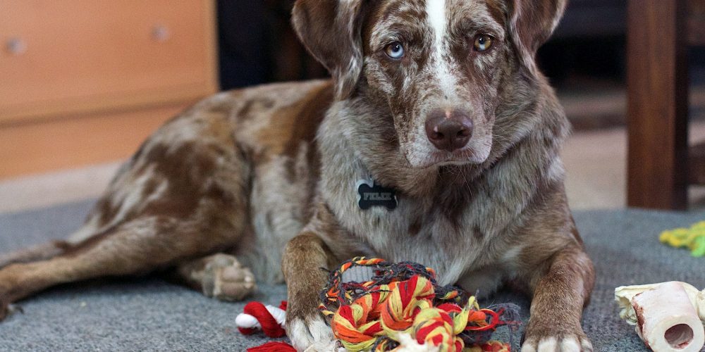 Why do dogs get possessive over toys?