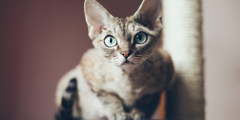 The Best Cat Trees