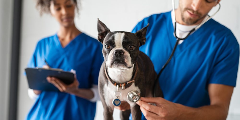 How do you care for an elderly dog?