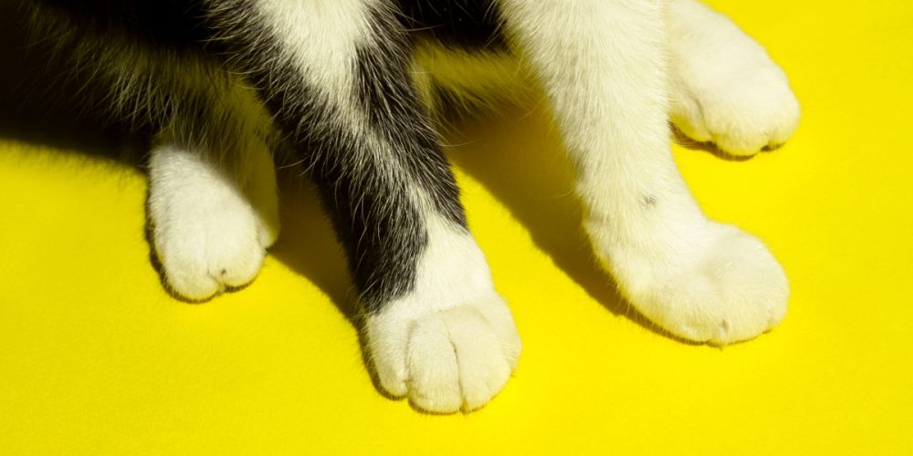 Why do cats knead?
