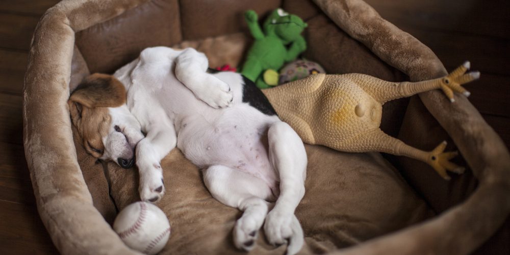 The Best Dog Beds