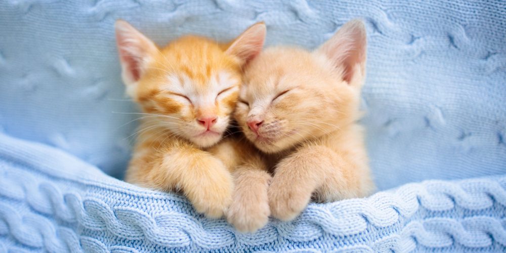 Why do cats sleep so much?