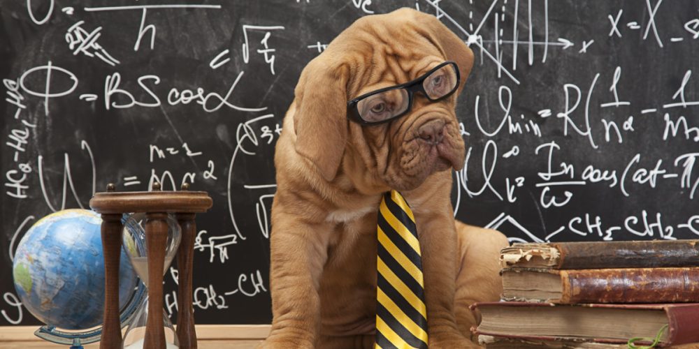 The 10 most popular dog names of 2019 revealed